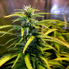 Green Crack Silver auto feminised (Errors Seeds)