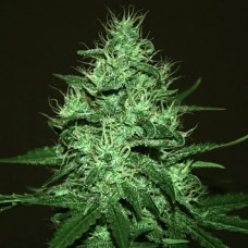 Haze Silver auto feminised (Errors Seeds)