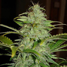 Hindu Kush Silver auto feminised (Errors Seeds)