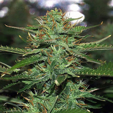 Jack 47 Silver auto feminised (Errors Seeds)