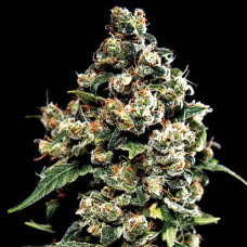 Jack Herer Gold auto feminised (Errors Seeds)