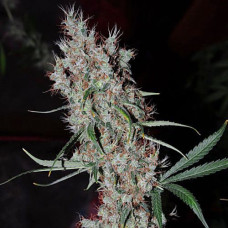 Kali Mist Gold auto feminised (Errors Seeds)