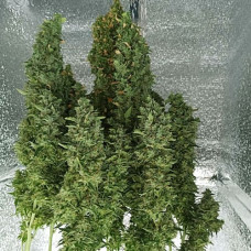 Kali Mist Silver auto feminised (Errors Seeds)