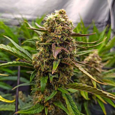 Killer Kush Silver auto feminised (Errors Seeds)