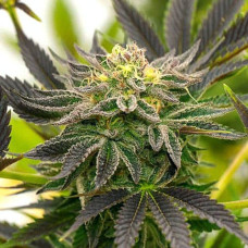 Lavender Silver auto feminised (Errors Seeds)