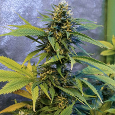 Lemon Kix Silver auto feminised (Errors Seeds)