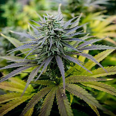 Lemon Kush Silver auto feminised (Errors Seeds)