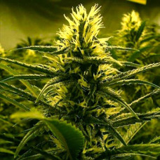 Lemon Skunk Gold auto feminised (Errors Seeds)