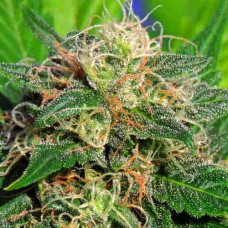 Lime Haze Silver auto feminised (Errors Seeds)