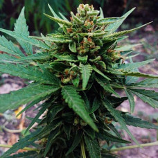 Lowryder2 Gold auto feminised (Errors Seeds)