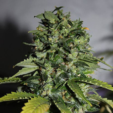 Magnesia Haze Silver auto feminised (Errors Seeds)