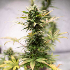 Mandarine Silver auto feminised (Errors Seeds)