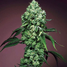 Mandarine Zkittlez Silver auto feminised (Errors Seeds)