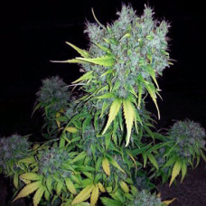MaxiGom Gold auto feminised (Errors Seeds)