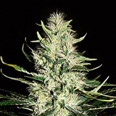 Mazar Gold auto feminised (Errors Seeds)
