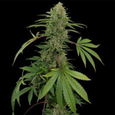 Mazar Silver auto feminised (Errors Seeds)