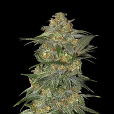 Mexican Airlines Silver auto feminised (Errors Seeds)