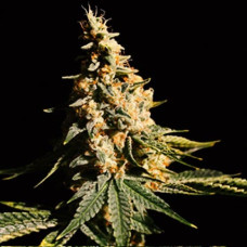 Mintz Gold auto feminised (Errors Seeds)