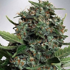 Mix (LSD&Big Bud) Silver auto feminised (Errors Seeds)