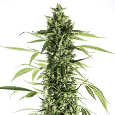 Moby Dick XL Silver auto feminised (Errors Seeds)