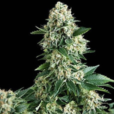 New York Diesel Gold  auto feminised (Errors Seeds)
