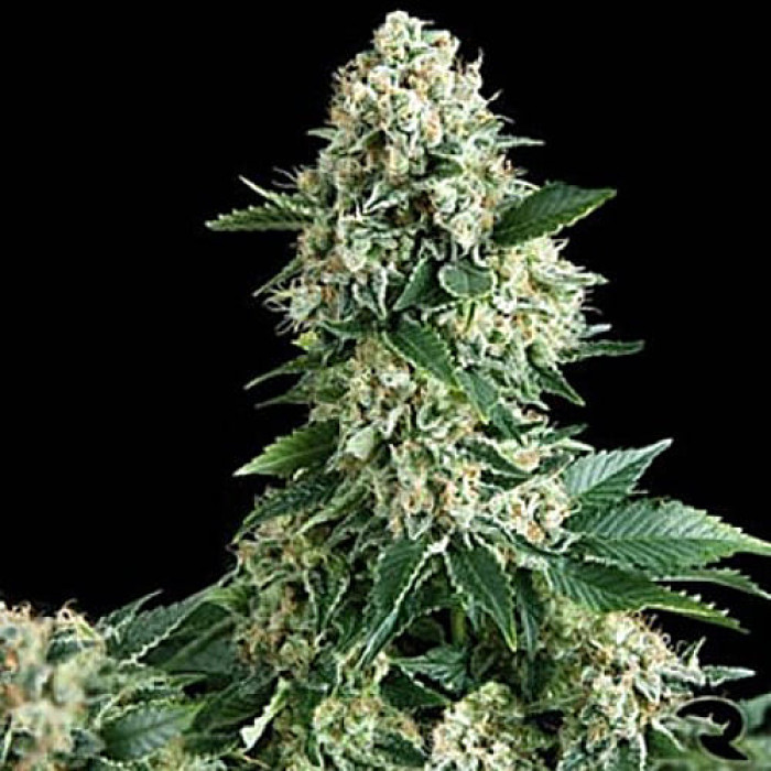 Семена конопли New York Diesel Gold autofem. Errors Seeds