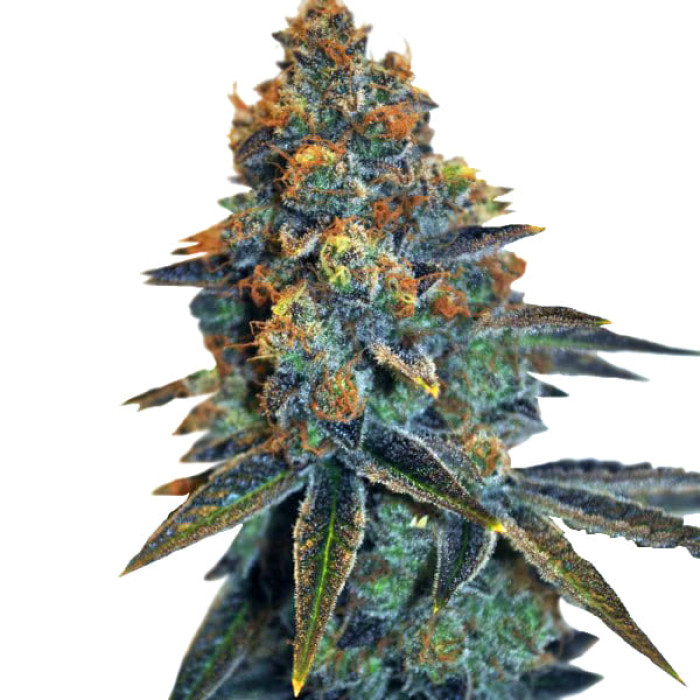 Семена конопли New York Diesel Gold CBD autofem. Errors Seeds