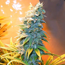 Northern Blue Silver auto feminised (Errors Seeds)