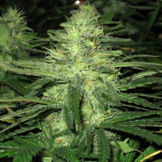 Northern Lights Gold auto feminised (Errors Seeds)