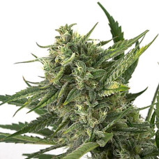 OG Kush Silver CBD auto feminised (Errors Seeds)