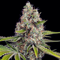 OG Kush Gold auto feminised (Errors Seeds)