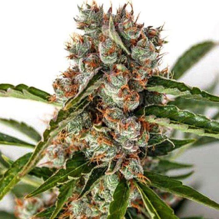 Семена конопли Orange Bud Gold autofem. Errors Seeds