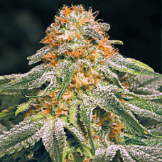 Orange Silver auto feminised (Errors Seeds)