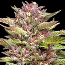 Pineapple Muffin Silver auto feminised (Errors Seeds)
