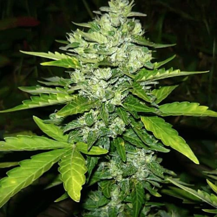 Семена конопли Porten Lights Silver autofem. Errors Seeds