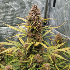 Power Plant Gold auto feminised (Errors Seeds)
