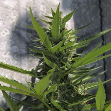 Power Plant Silver auto feminised (Errors Seeds)