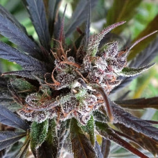 Psicodelic Silver auto feminised (Errors Seeds)