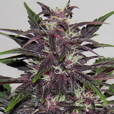 Purple Kush Gold auto feminised (Errors Seeds)