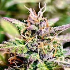 Purple Silver auto feminised (Errors Seeds)