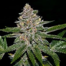 Radical Juice Silver auto feminised (Errors Seeds)