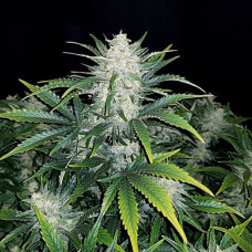 Rhino Ryder Silver auto feminised (Errors Seeds)