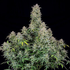 Runtz Silver auto feminised (Errors Seeds)