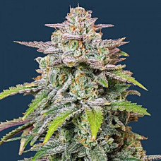 Runtz Gold auto feminised (Errors Seeds)