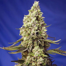 Runtz XL Silver seeds auto feminised (Errors Seeds)