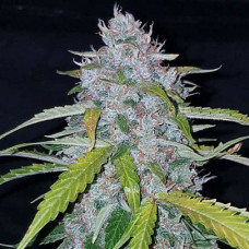 Six Shooter Silver auto feminised (Errors Seeds)