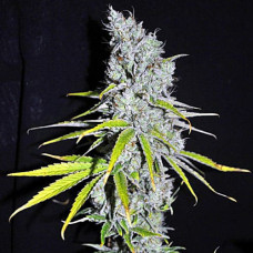 Skunk Haze Silver auto feminised (Errors Seeds)