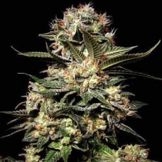 Somango Silver auto feminised (Errors Seeds)