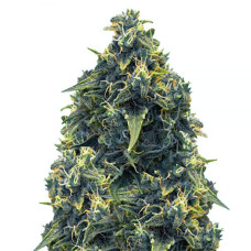 Somango Haze Gold CBD auto feminised (Errors Seeds)