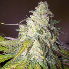 Sour Diesel Silver auto feminised (Errors Seeds)